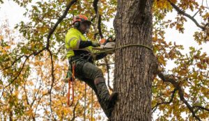 Tree Removal Naperville